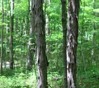 close up of two tree trunks
