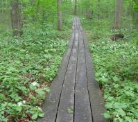 boardwalk path through green groundcover