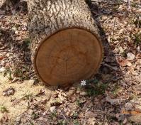 exposed tree rings
