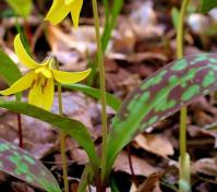 Yellow flowers