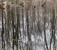 trees coming out of pond