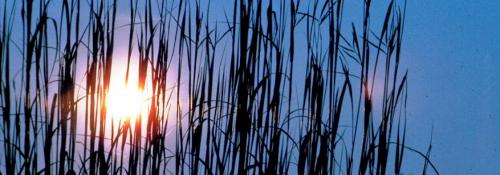 blue night sky peeking through the reeds