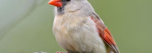 a female cardinal close up