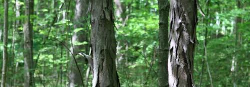 close up of two tree trunks