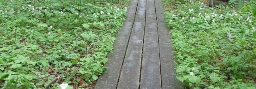 boardwalk path through green groundcover
