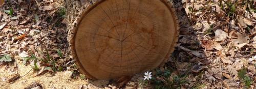 exposed tree rings