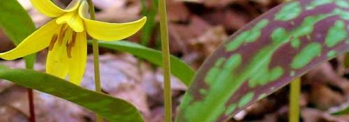 Yellow flowers