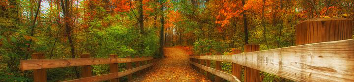 bridge with fall leaves