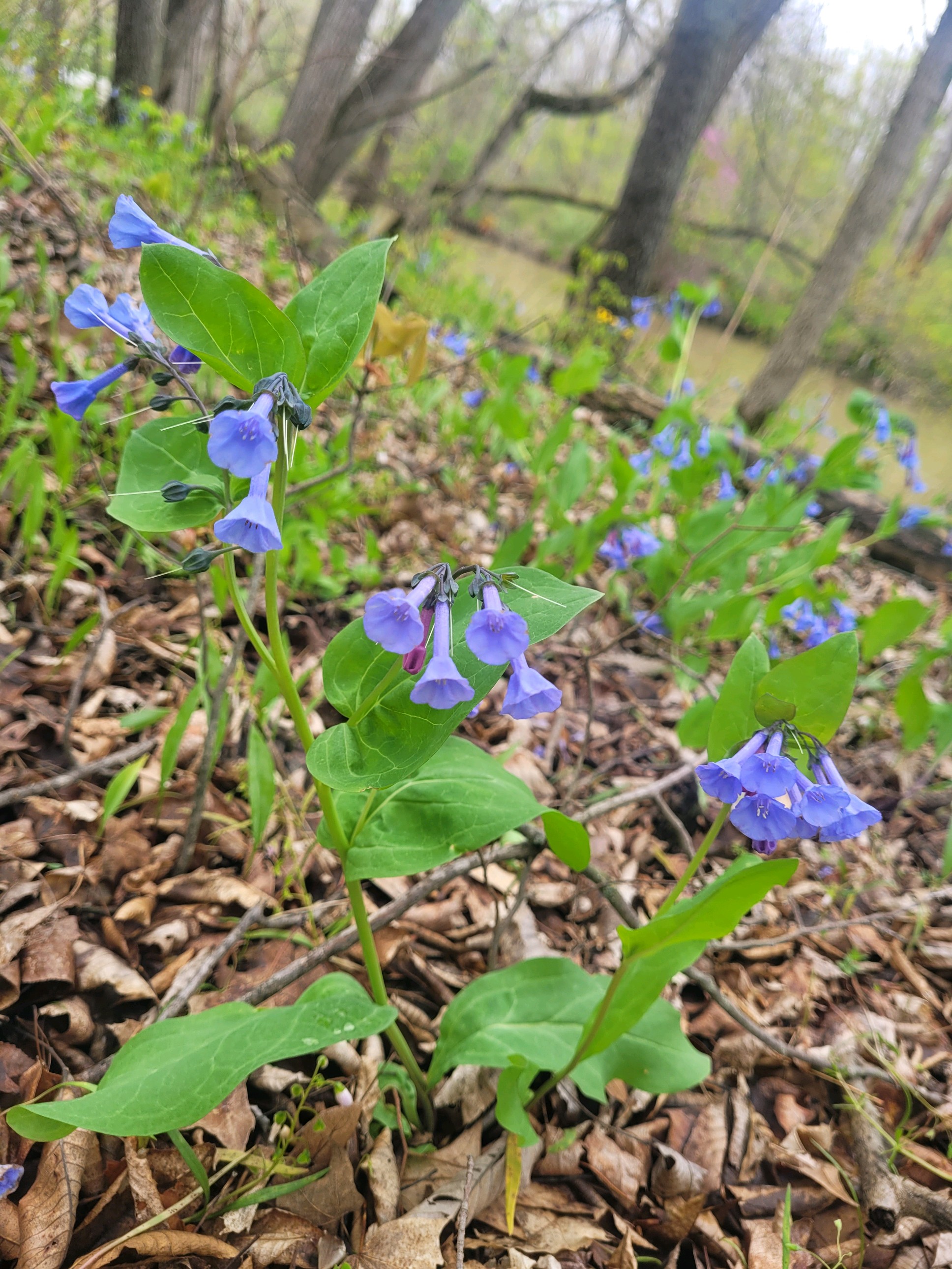 spring wildflowers - bluebells