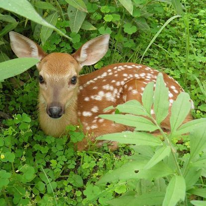 baby deer laying down