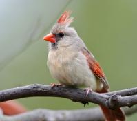 a female cardinal close up