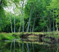 Creek by Fred Selanders