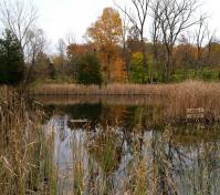 Pond fall Robert Japikse