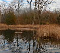 Pond by Robert Japikse