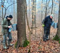 maple syruping