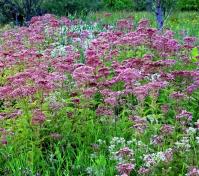 Pollinator plot