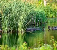 pond photo by Frederick Selanders Jr.