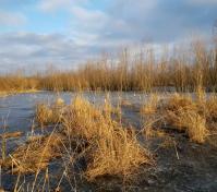 Wetland