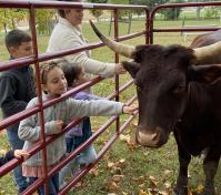 kids petting an ox