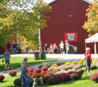 Barn with mums