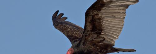 Turkey Vulture in Flight