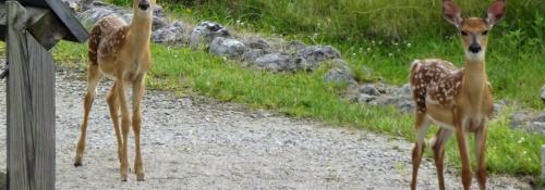 fawns on trail