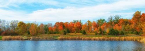 Pond all by Brian Rice