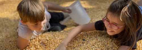 kids playing in corn pit