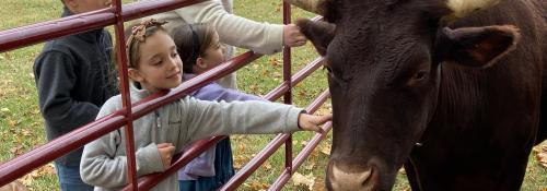 kids petting an ox